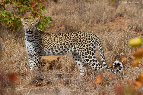  《Valley of the Leopard》 探索南非農村生態的自然之詩